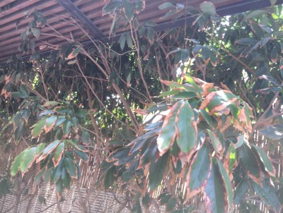 9B92D328-D58D-4EC6-9F6F-678D2BE5B8C1.jpeg (1014.11 KiB) נצפה 1701 פעמים 9B92D328-D58D-4EC6-9F6F-678D2BE5B8C1.jpeg