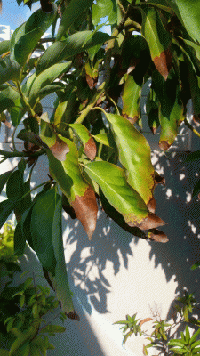 אבוקדו.gif (481.08 KiB) נצפה 4793 פעמים אבוקדו.gif