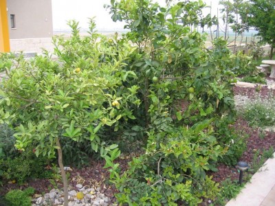 IMG_1984a.JPG