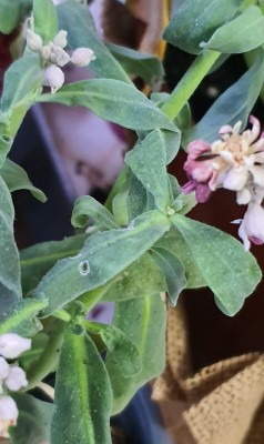 20210518_185019.jpg (2.72 MiB) נצפה 2121 פעמים 20210518_185019.jpg