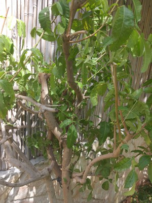 20210622_105003 (1).jpg (575.3 KiB) נצפה 2419 פעמים 20210622_105003 (1).jpg