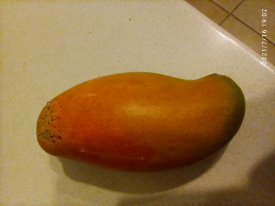 Mango.jpg