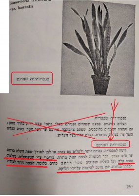 סנסיוויירה 3.jpg