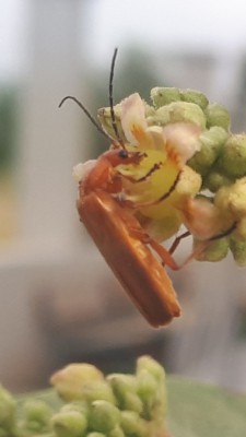 Screenshot_20220501-083647_Gallery.jpg (626.36 KiB) נצפה 3001 פעמים Screenshot_20220501-083647_Gallery.jpg