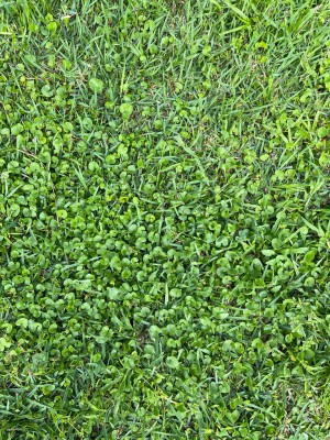 WhatsApp Image 2022-05-13 at 11.10.10 AM.jpeg (301.01 KiB) נצפה 5041 פעמים WhatsApp Image 2022-05-13 at 11.10.10 AM.jpeg