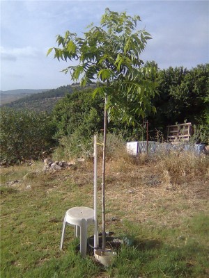 תמונה0092.jpg