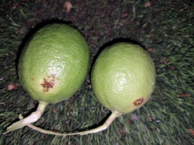 לימון פרי צעיר 1.jpg