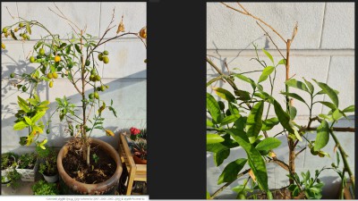 WhatsApp Image 2022-11-01 at 09.15.04.jpeg (408.14 KiB) נצפה 2027 פעמים WhatsApp Image 2022-11-01 at 09.15.04.jpeg