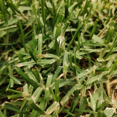 דשא קוקויה 3.jpeg