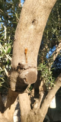 IMG-20230627-WA0004.jpg (306.83 KiB) נצפה 2992 פעמים IMG-20230627-WA0004.jpg