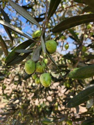 זיתים.jpg
