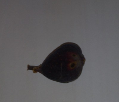10062010739a.JPG