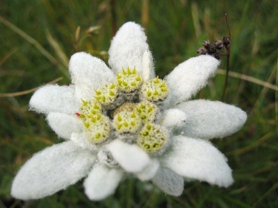White Flower.jpg