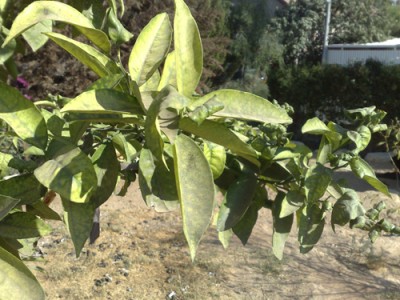 26072010412.jpg