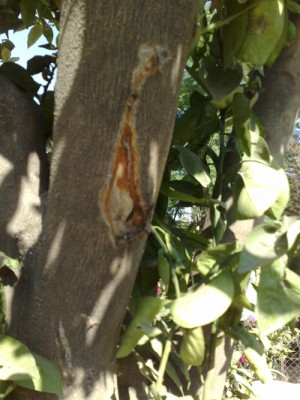 26072010414.jpg