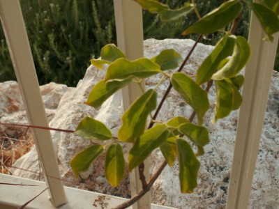 PICT0008.JPG