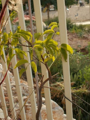 PICT0009.JPG