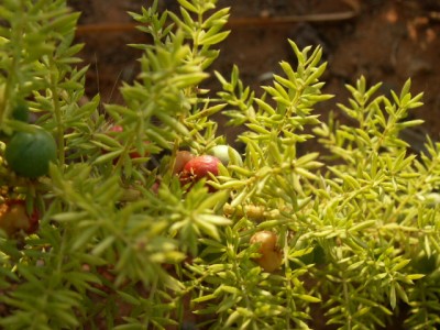 PICT0010.JPG