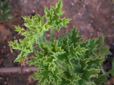 PICT0015.JPG