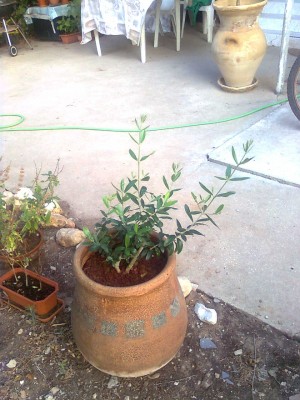 olive1.jpg